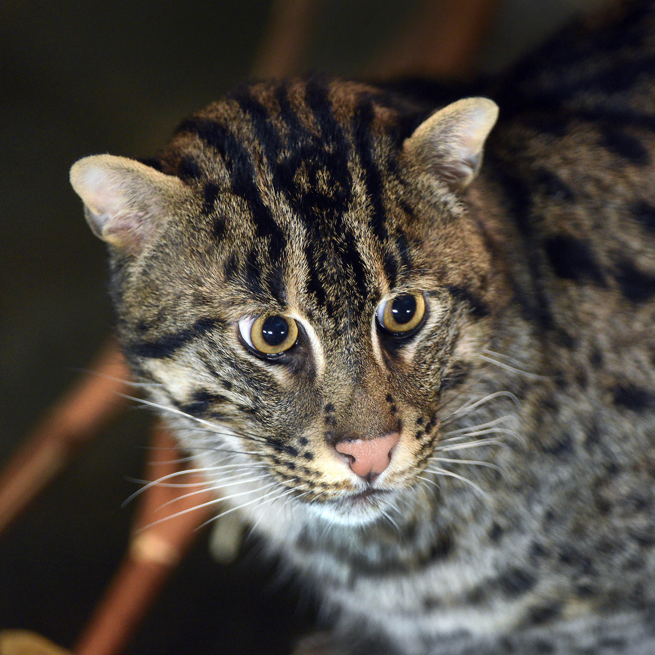 Brookfield Zoo Chicago on X: At first glance, a fishing cat like Kayuma  might resemble a housecat--but there are several key differences: 🐱 Like  their name suggests, fishing cats love water. When