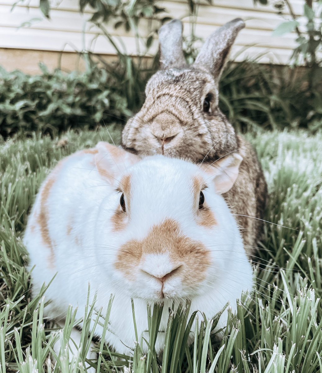 Soulbuns 🐰❤️ #watsonandlulu #flowerandthumper #soulmate #pets #cutepets #adorable #sweetpets #bunniesofinstagram