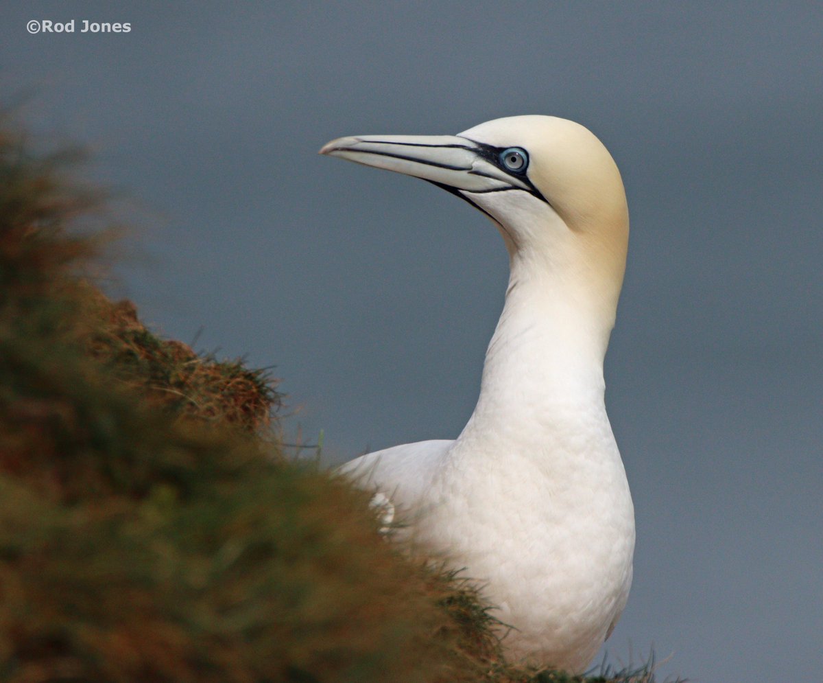 rodshelf's tweet photo. Gannet at RSPB Bempton Cliffs. #ThePhotoHour #TwitterNatureCommunity #wildlifephotography #nature #birds https://t.co/9AeqyapMf5