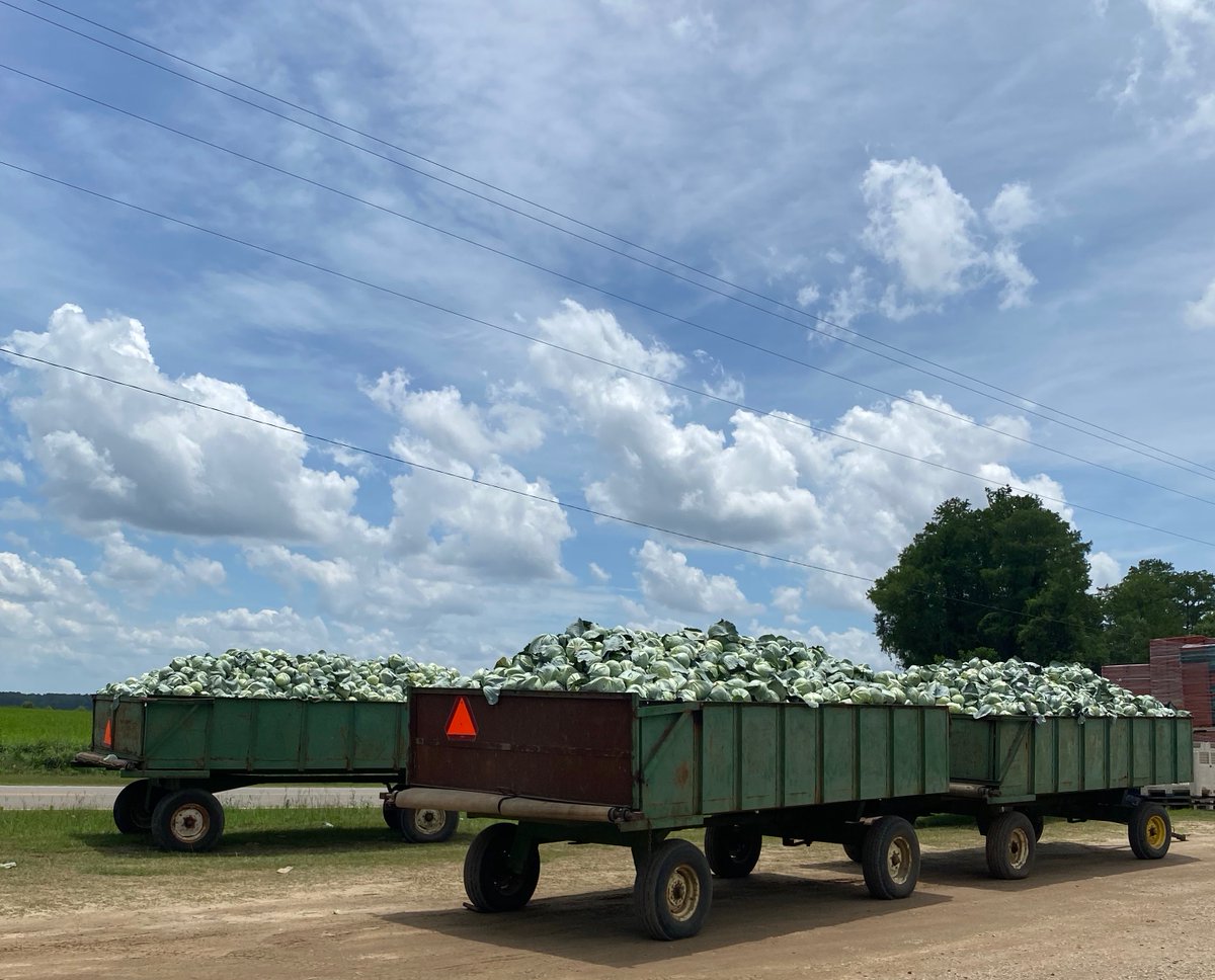 LMCompanies's tweet image. Cabbage in Moultrie, GA fresh out of the field. 📸 by Cody Dunn #lmfamilyfarms #agriculture #freshproduce #georgiagrown #cabbage #rootedininnovation