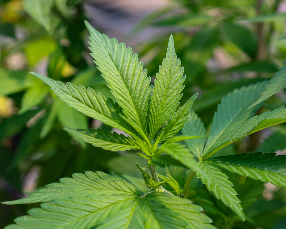 kmnftz's tweet photo. GM ☀️! Directly from our @kmnftz Farm at Toklehoma, OK, USA!🇺🇲🇺🇲
Doing our best, to bring you the best cannabis products! #Oklahoma #cannabisculture #cannabiscommunity https://t.co/YuZuh2OwEm