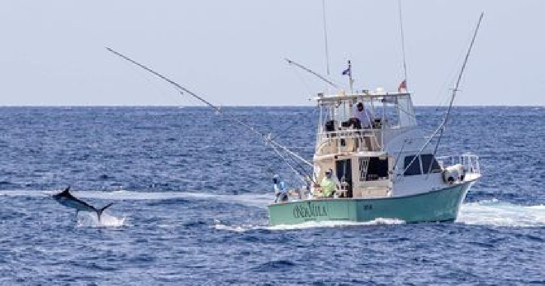 BillfishReport's tweet photo. Cape Verdes - Onda Mila released a Blue Marlin (500). https://t.co/HIdB0UIuR3