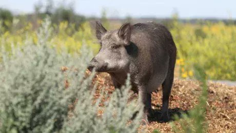 CBCEdmonton's tweet photo. Without intervention, 'superpigs' could soon invade Alberta cities, researcher warns https://t.co/IOwwEUlsKC https://t.co/s6Uw8IuQkZ
