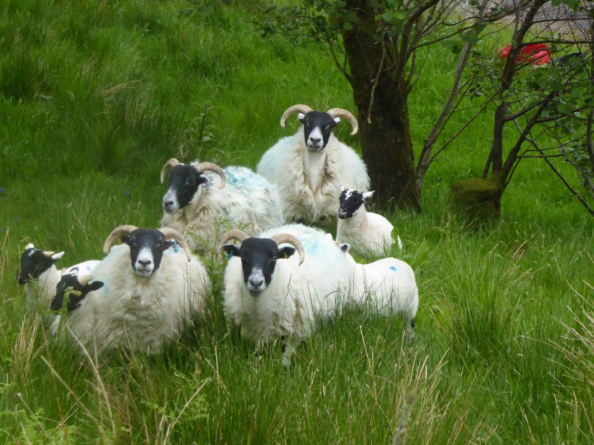 three weeks ago this little girl was born prematurely, we didn't think she would make it through the first 24 hours but with a little help from us and a very protective first time mum she's off to the hill today. #scottishblackface #crofting #lambing2022 #nativebreeds