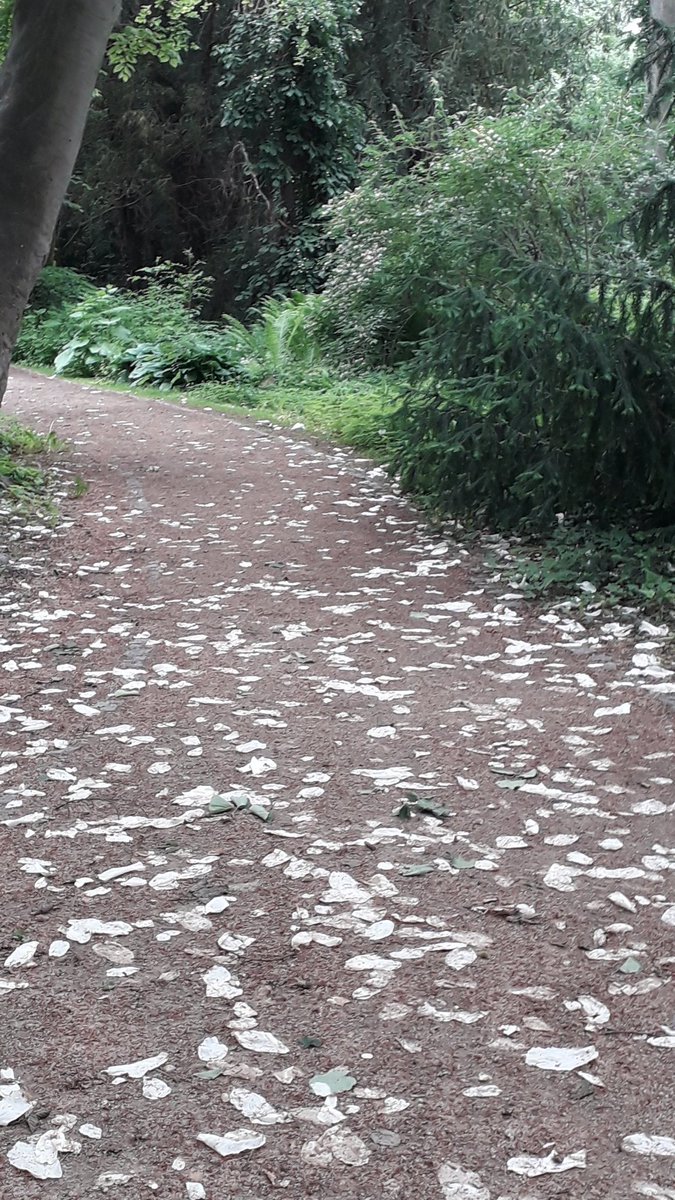 KarKarlowska's tweet photo. Drzewo chusteczkowe
#davidia #dovetree #Poland #Kórnik https://t.co/mN3Vqv6nGM