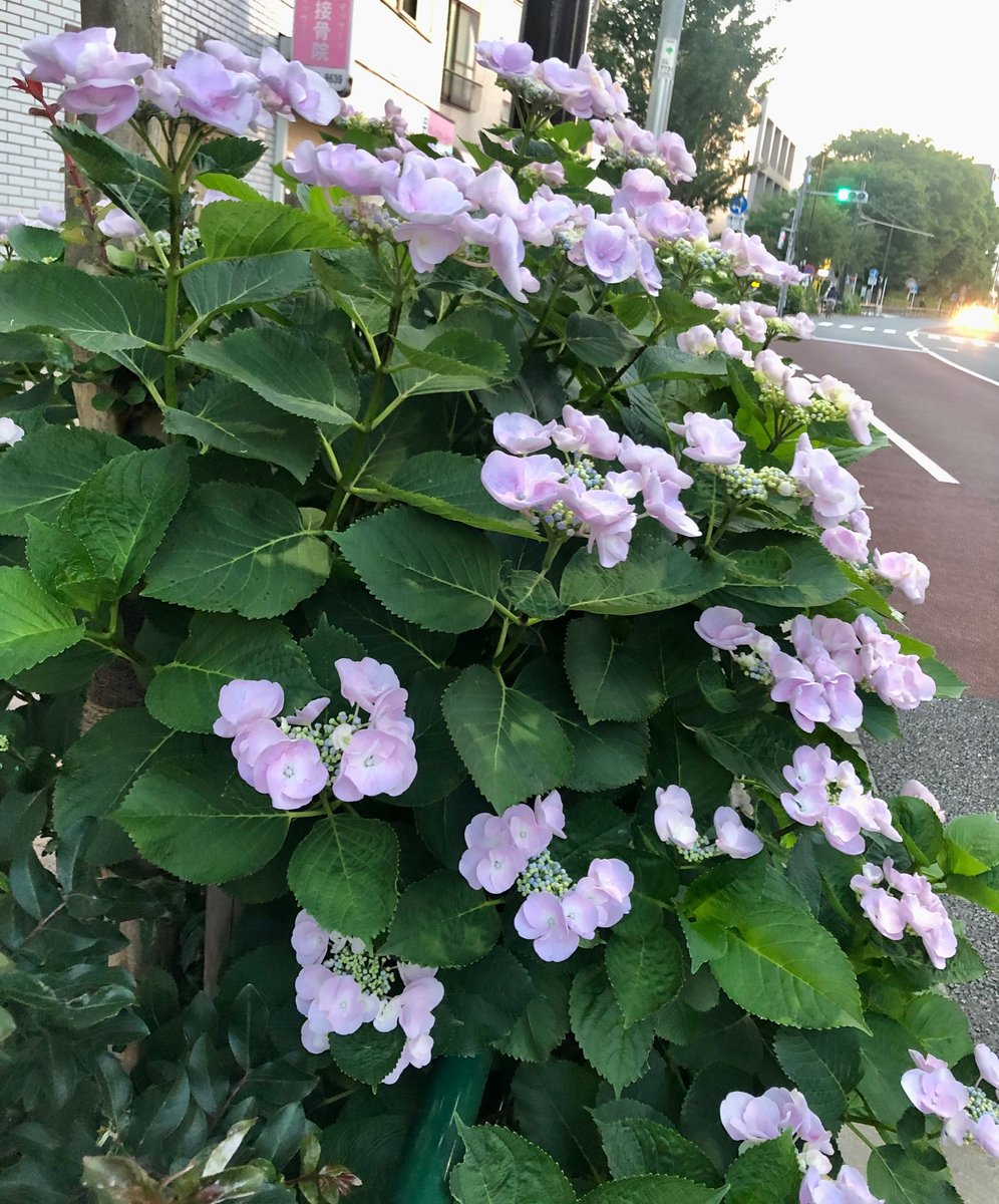 hattena's tweet photo. Today’s Smile (^^)

2020年5月に、20年近く住んでいるこの近所に、
「紫陽花ロード？ストリート？？」なるものを発見！

ほんの少し足を伸ばして、2年ぶりにまた見に行けました（＾＾）

#笑顔　#Smile #thankyou #ありがとう https://t.co/qvtqSwsyg0