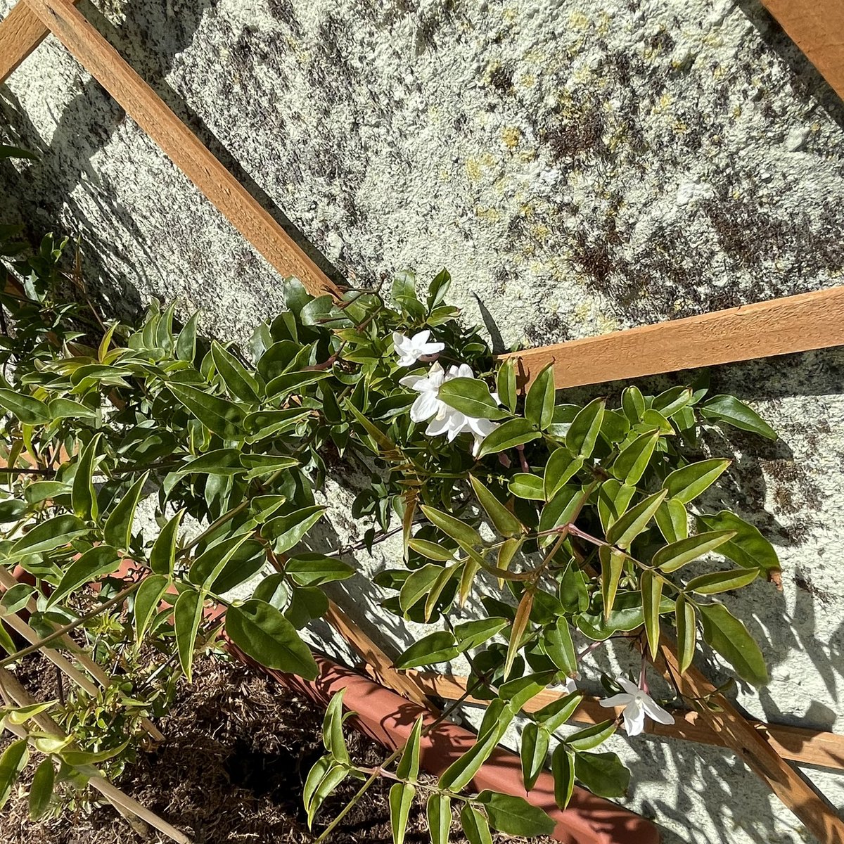 Jasmine and her Pet Rocks on Anglesey 🏴󠁧󠁢󠁷󠁬󠁳󠁿

#Jasmine
#JasminumPolyanthum
#Anglesey
#PetRocks