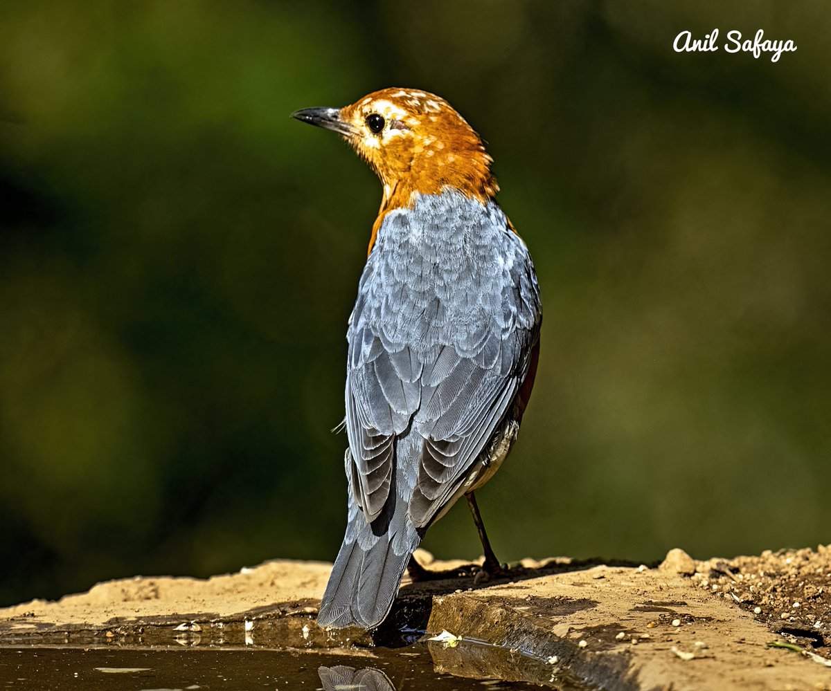 SafayaAnil's tweet photo. Orange-headed Thrush- Bright-colored ground-dwelling, shy, secretive bird. From Sattal.
#incrediblebirding #TwitterNatureCommunity  #IndiAves #NaturePhotography   #BirdsPhotography #BirdTwitter #birdwatching #BBCWildlifePOTD #NatureBeauty #nikonphotography https://t.co/IwfBNt1B1v