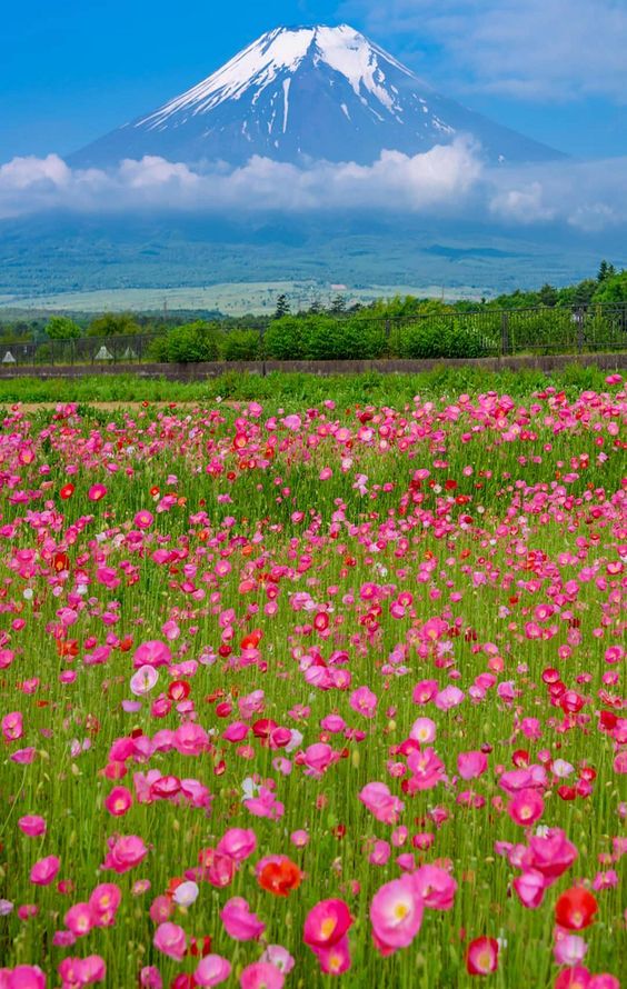 Nature Only tweet media