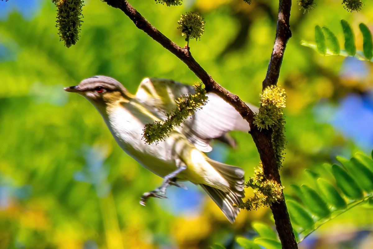 mitoGFP's tweet photo. Red-eyed Vireo, Sunday walk @BirdingBobNYC #birdcpp #BirdsSeenIn2022 #birdwatching #birding #BirdTwitter #urbanbirding #springbirding @inaturalist #BirdsofNYC #springmigrants #vireo https://t.co/vojghfGeVp