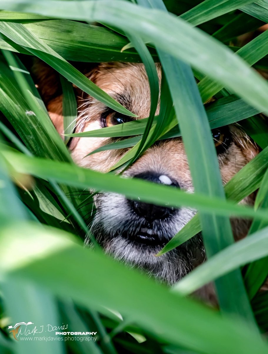 Mark J Davies Photography tweet media