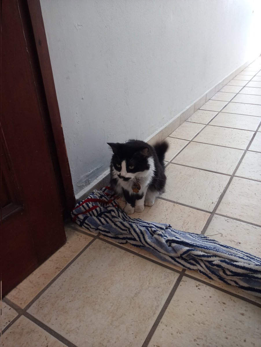 She had no problem jumping over the towel to get out. Now she's afraid to come back in. Cats.