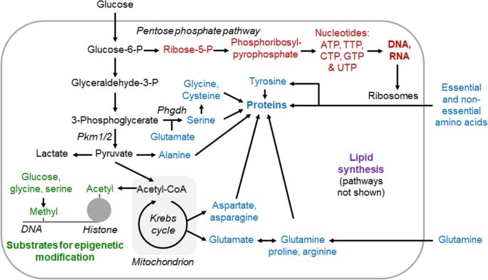 Henning Wackerhage tweet media