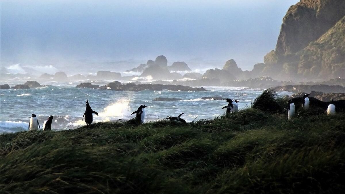 Macquarie Island ist eine unbewohnte kleine Insel irgendwo zwischen Neuseeland und der Antarktis. Im Jahr 1810 wurde sie von Robbenfängern entdeckt. Was auf der Insel seither alles los war, liest sich wie eine Satire auf die Rolle des modernen Menschen im globalen Ökosystem.🧵 |1