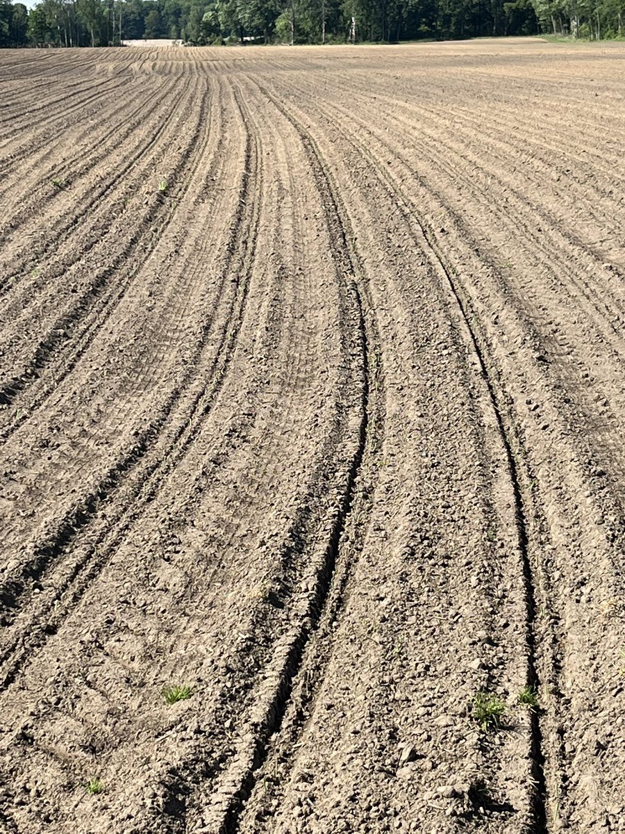 #CROPLAN #WInfieldunitedCanada CP4188SS/RIB  this is 8 days after being planted. A nice hot spring day and she popped out of the ground. Yesterday there wasn’t 1 insight. The best part about being a farmers wife is to get excited when your crops start to grow.