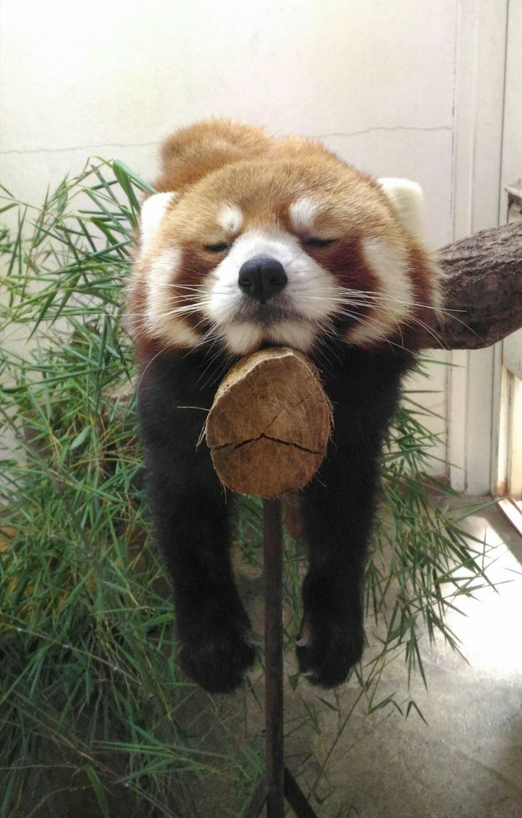 RedPandaEveryHr's tweet photo. https://t.co/ecTnRJGeQD