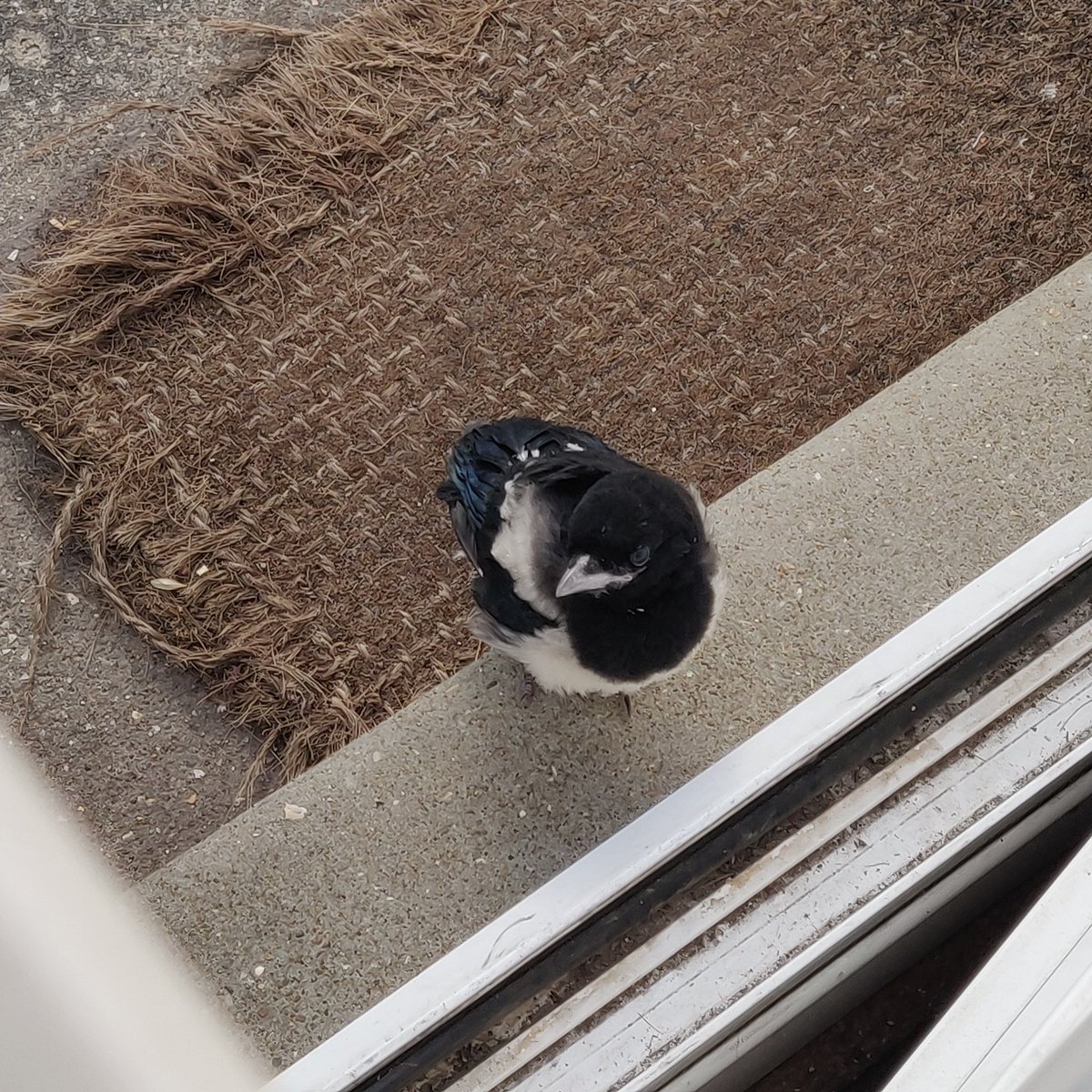 esther_esteem's tweet photo. We had a surprise visitor at the front door earlier! https://t.co/hc8qkwEWWI