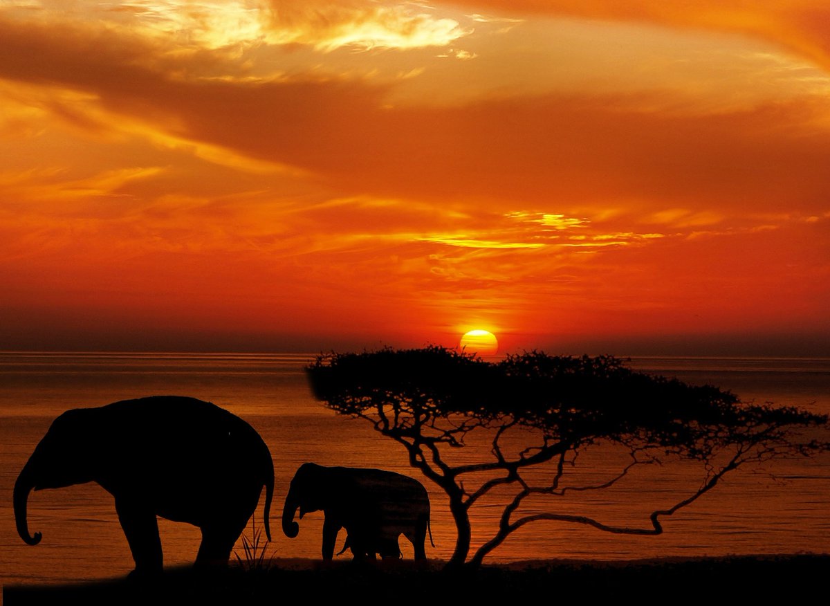 BornFreeFDN's tweet photo. ‘The Earth is a fine place and worth fighting for.’ - Ernest Hemingway https://t.co/QcZKxPLBDp