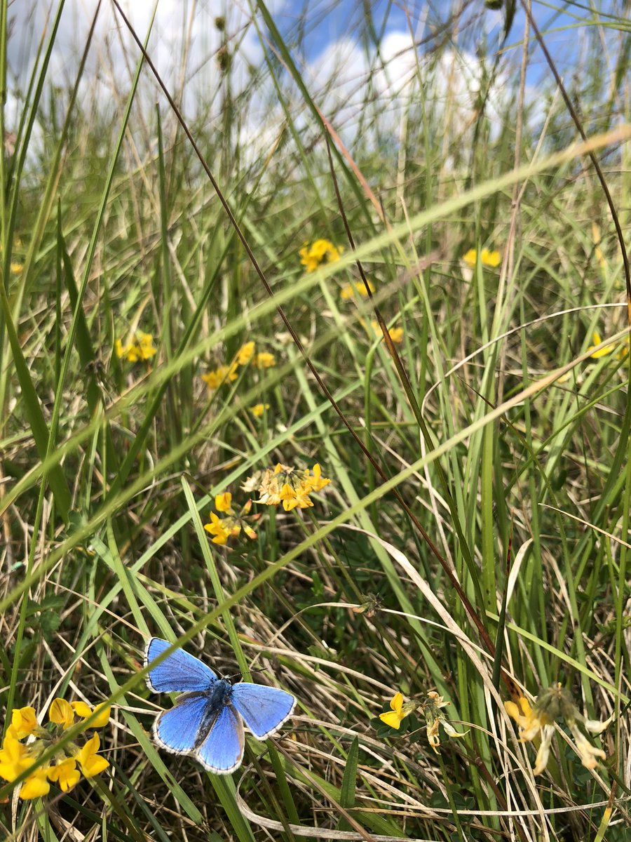 annasalty's tweet photo. I spent my afternoon hunting for a somewhat elusive yellow-flowered scarcity in amongst a sea of yellow flowers. But let’s face it - it wasn’t all bad! #wildflowerhour https://t.co/nnf6GUbRqy