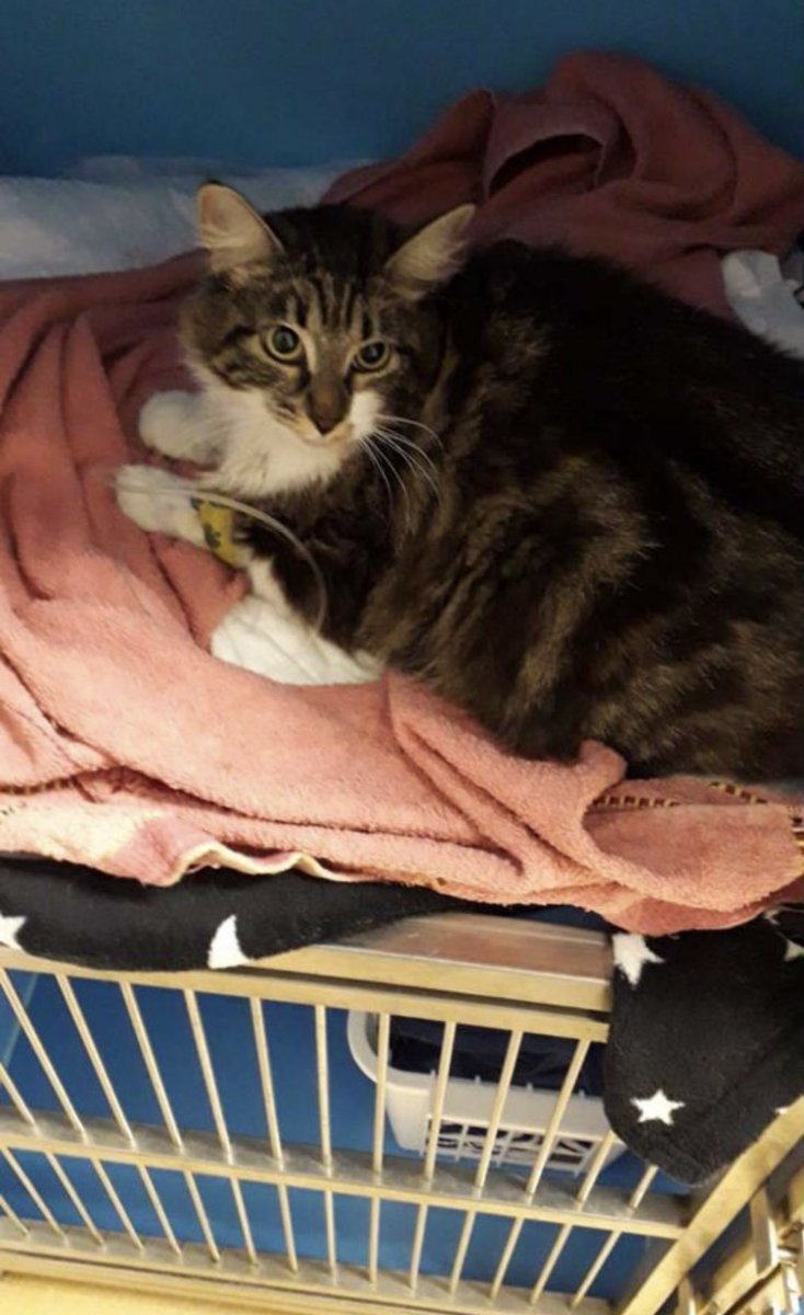 Опять Авито заставляет плакать 😢 Хочу быть тысячницей хотя бы для того, чтобы всей шайкой можно было скидываться на помощь таким вот бедняжкам. Может попробовать сделать сбор всё-таки? Поретвитте, пожалуйста, хочется спасти Маруську!