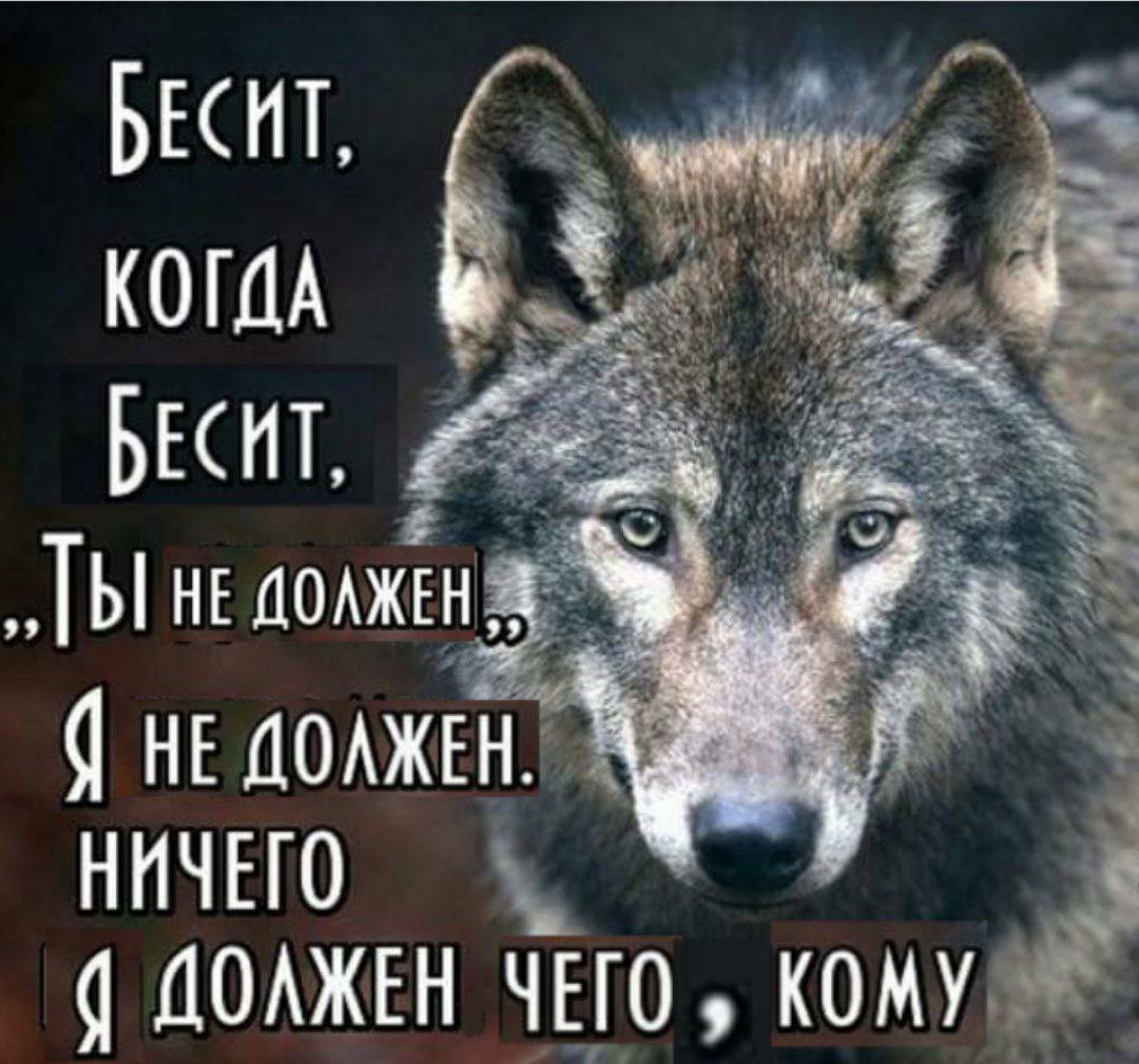 Волк