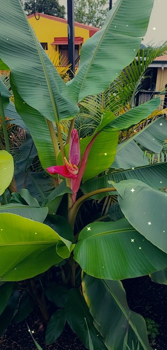 zonnaszone's tweet photo. Purple banana plant. Ever heard of it? To think of the different varieties of vegetables and fruits is mind-boggling. Jehovah has saw fit to delight us.

#avocado #gardening #Mango #Papaya #BetterTogether #jehovah #creation #variery https://t.co/pmFQ4BAFY1