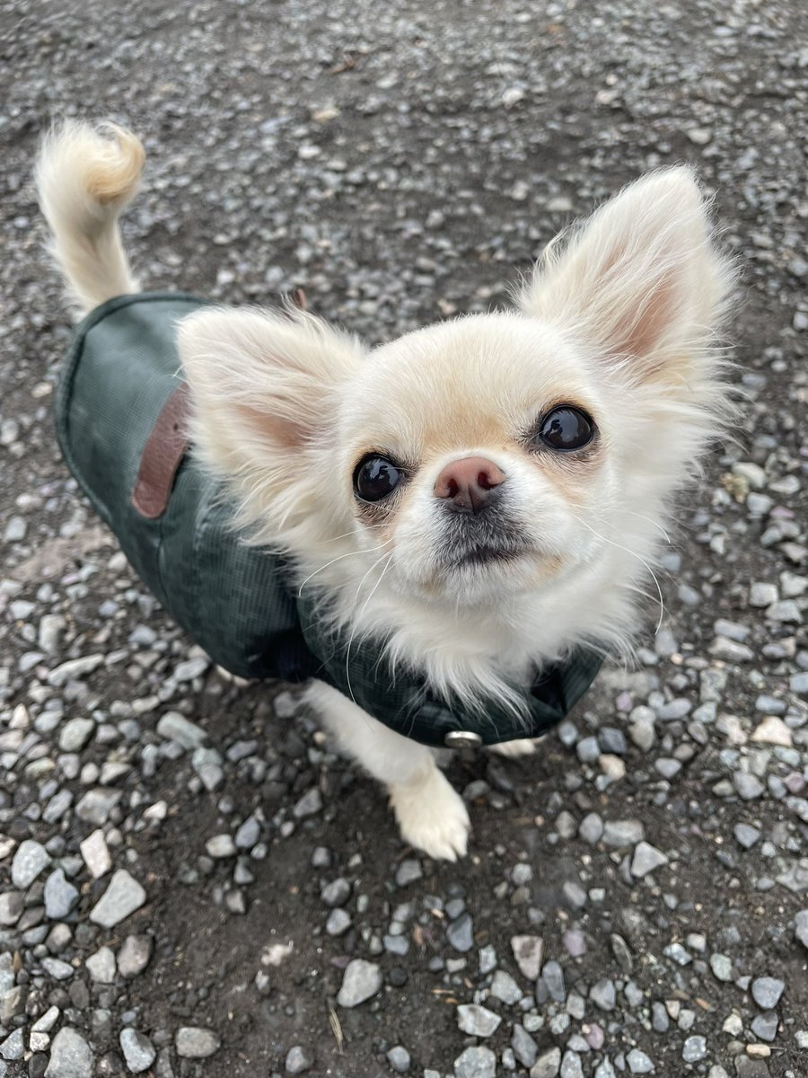 ⚫️🐽⚫️ #DogsofTwittter #Chihuahua