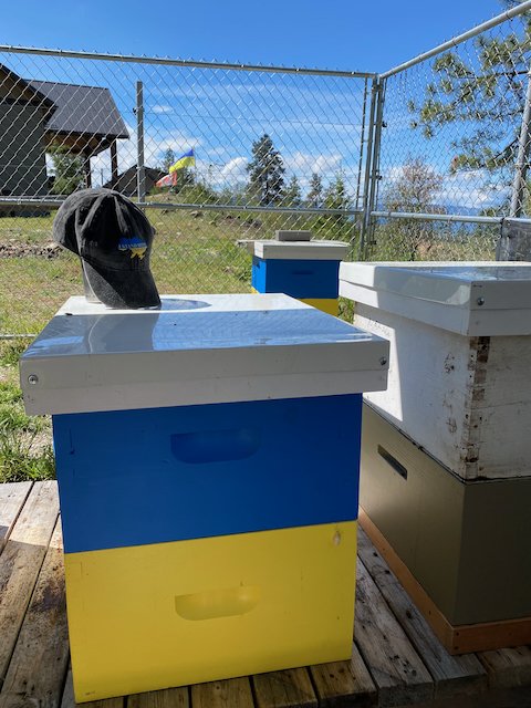 Beesrock2's tweet photo. A few of the new homes🇨🇦 for the Ukrainian 🇺🇦
Queen Bees https://t.co/FxLCYvdADg