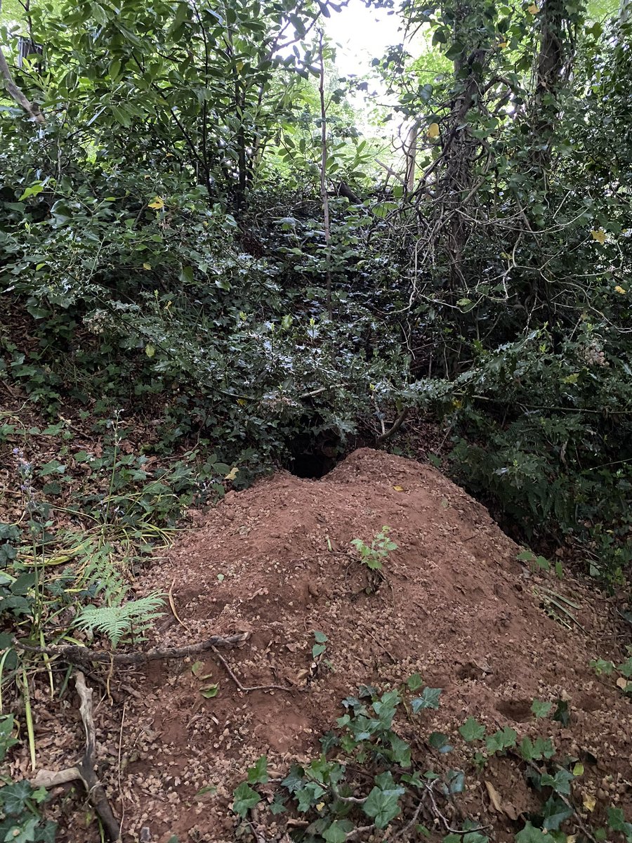 nualafmurphy's tweet photo. Down at the bottom of the garden! Help me out twittersphere - what do you think it is ? 🦊 🦡 🐇 #wildlife #intheburbs https://t.co/zkpkiPY8N5