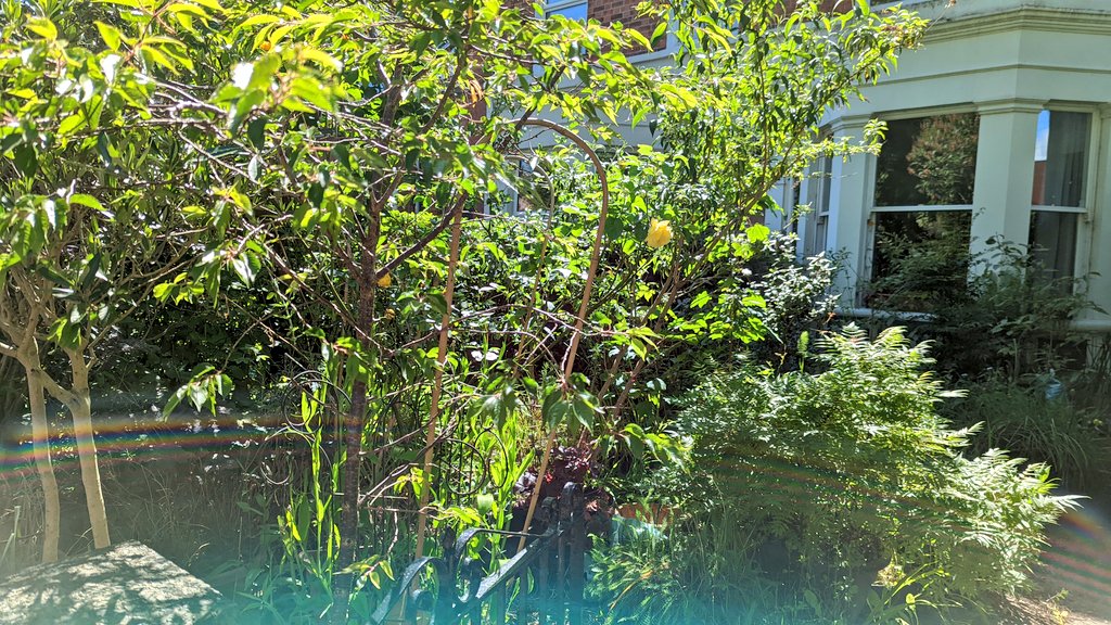 slowtech2000's tweet photo. Overgrown, unmanageable mess to calm and welcoming, thanks to pro brother and #2 teen, in only one lovely sunny afternoon #EverythingAches https://t.co/nmtgNI37u4