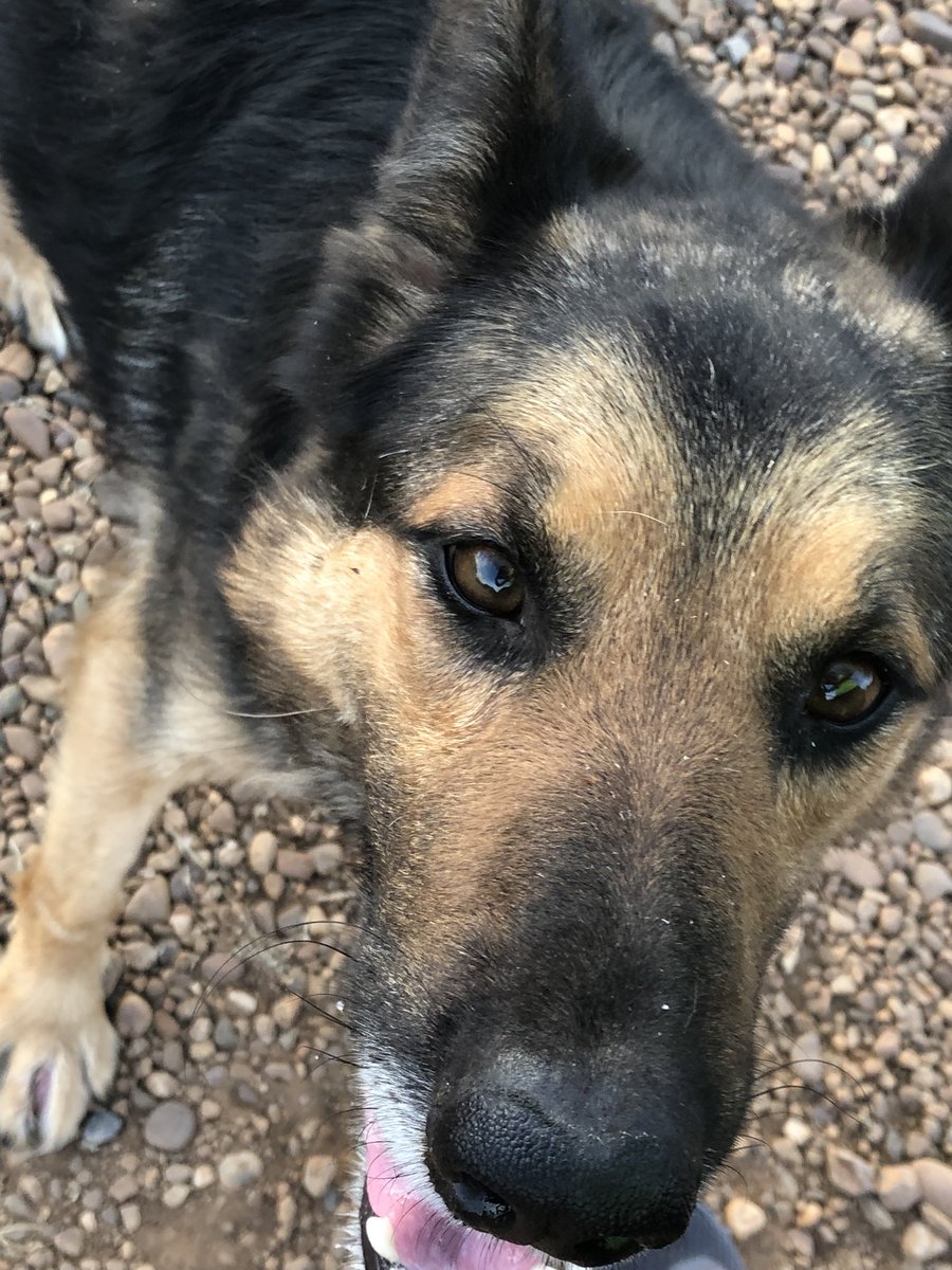 blaaanca02's tweet photo. Me he encontrado este perro perdido en el embalse de los canchales esta tarde. Esta en mi casa y no tiene microchip. Mañana por la mañana se lo van a llevar a la perrera porque no podemos cuidarlo. Si alguien sabe algo de sus dueños por favor decídmelo y compartid‼️‼️‼️‼️‼️ https://t.co/QcQQctYrU9
