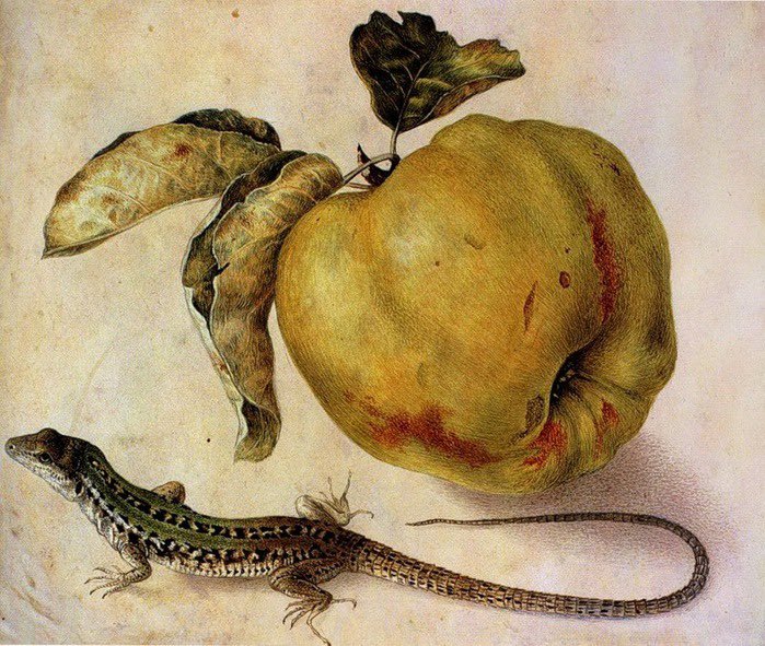 Dr Peter Paul Rubens On Twitter Quince Lizard By Giovanna