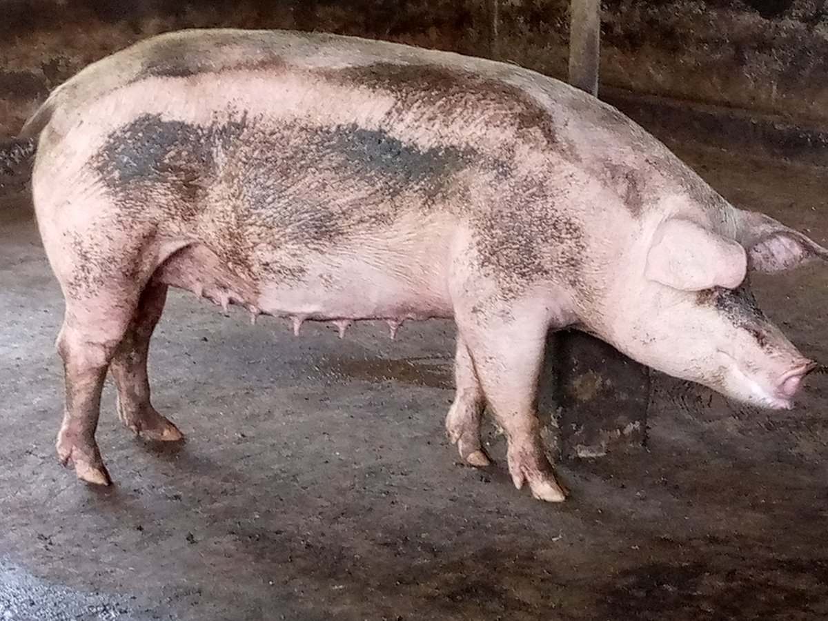 AgromolaC's tweet photo. Good day, @ Agromola Pig Farm you can order for your fresh pork meat 🍗 start from Tomorrow Monday 30, 2022. We also offer home delivery.
Call: 080708393993/08163090272  
#agriculture 
#agriculturalpunk 
#pork https://t.co/UEqkWWA1ob