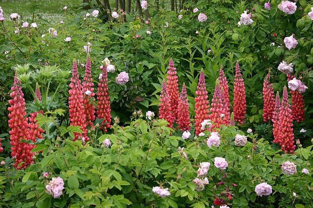 thegardenvsw's tweet photo. One garden where a large collection may be seen is Hidcote Manor. I put this in for the benefit of readers who live in that part of the country; and must add that, apart from the old roses, it is, perhaps, the loveliest garden in the west of England. https://t.co/5Dibp24PRI https://t.co/Rh2mxKjmpk