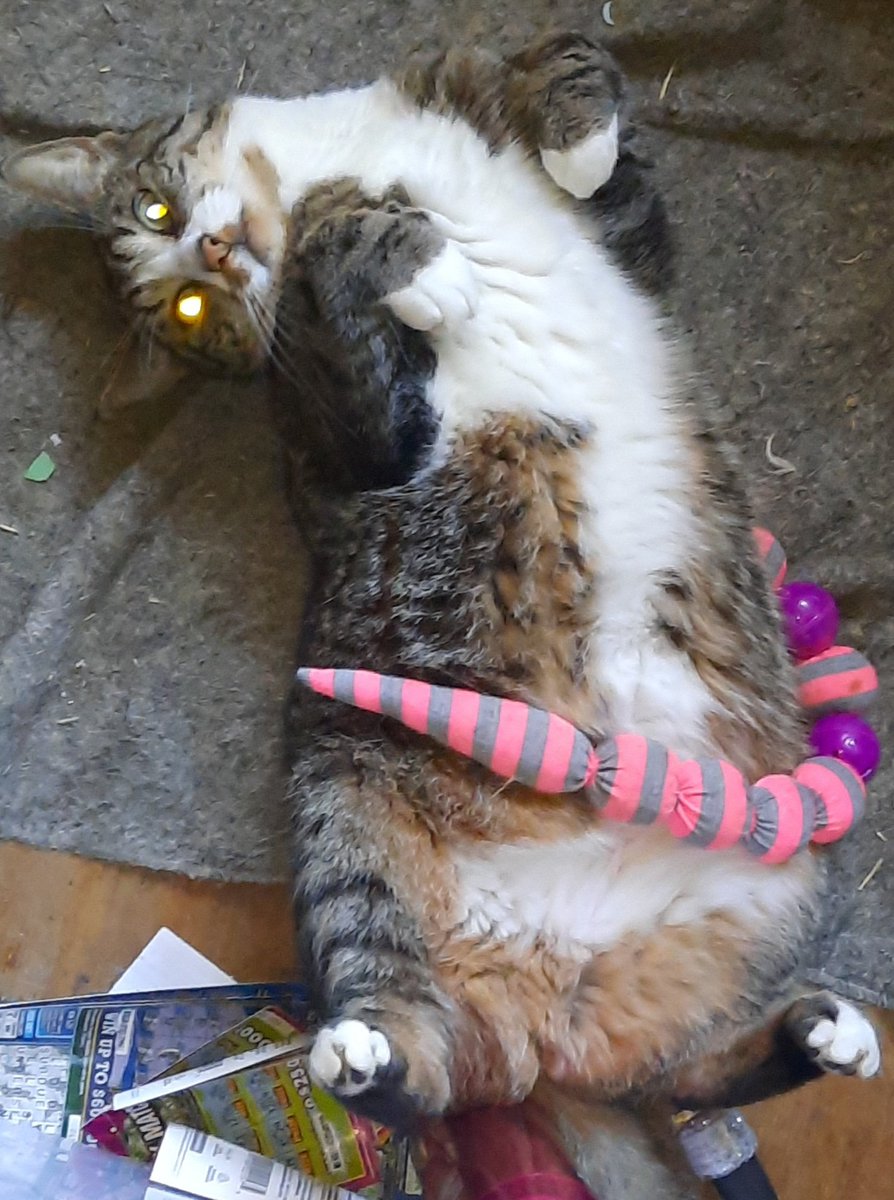 LisaBurbage's tweet photo. Jocelyn all tuckered out after a morning of messing with one of the dogs and eating a pile of kitty crack...aka: catnip. Lol. https://t.co/AsXVq3HNtL