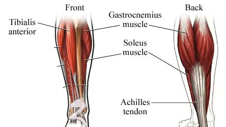 Ankle mobility for rowers is crucial to set the rest of the body up for great performance and to minimize excess force on other structures. #Rowing buff.ly/2SpSFcn