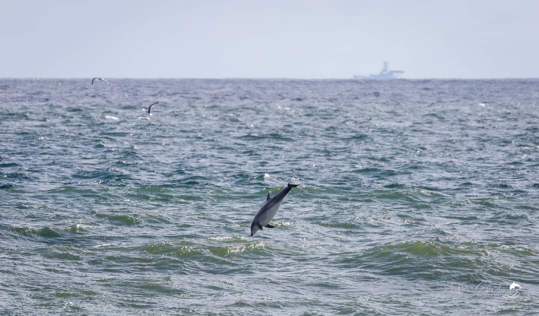 Dolphins, Greyhope Bay, Aberdeen today @greyhopebay @RSPB_NEScotland @tourismabdn @VisitScotland #dolphins #wildlife #wildlifephotography #scottishwildlife #seascape #mammals #MarineLife #sea #ocean #waves