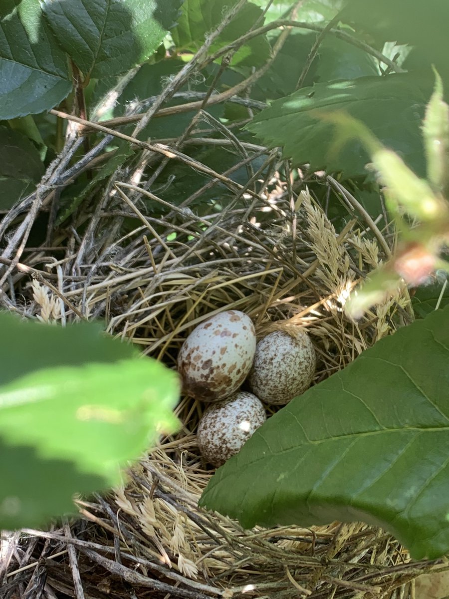 shannyshanvo's tweet photo. Cardinal eggs still safely in the nest this holiday weekend. When will they hatch??? 🤗 #cardinalwatch https://t.co/JHsjilikSA