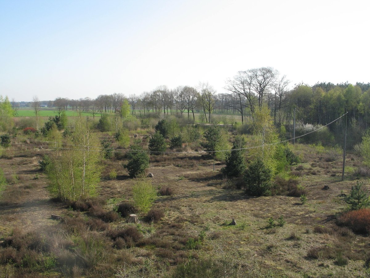 De Heugte in Meddo in 2010. De uitkijktoren, een hokje bovenop een dode eik, was toen nog veilig genoeg om te beklimmen en gaf overzicht.