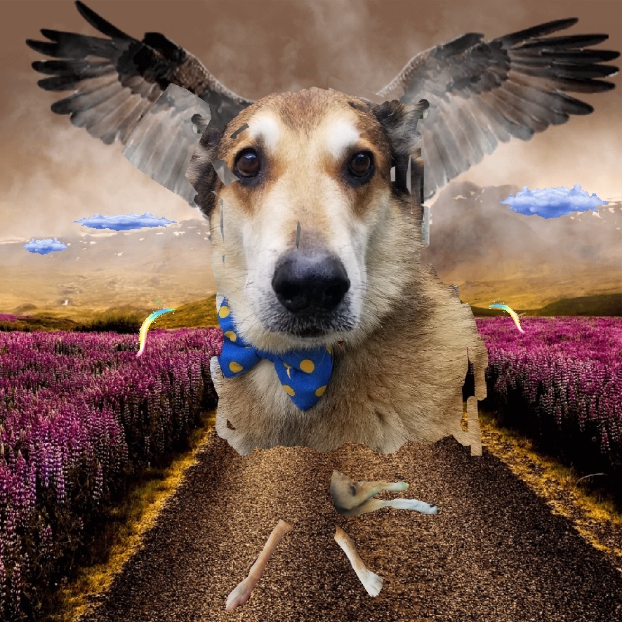 Toby20203's tweet image. My ankles wore out over a years ago. Crossed the rainbow bridge 🌈 05/24/22 - at 15.9 years, 15 hours, 34 minutes. Now, 100% virtual. #rainbowbridge #virtualdog #Iamback