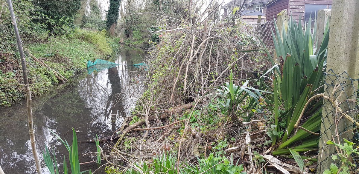 Five years ago, when I moved in, I inherited what I thought was an overgrown tip at the bottom of my garden, bordered by a muddy ditch of fetid water.   Two years ago, during lockdown, I sawed the rusted lock off the gate & discovered that it was actually part of a chalk stream.