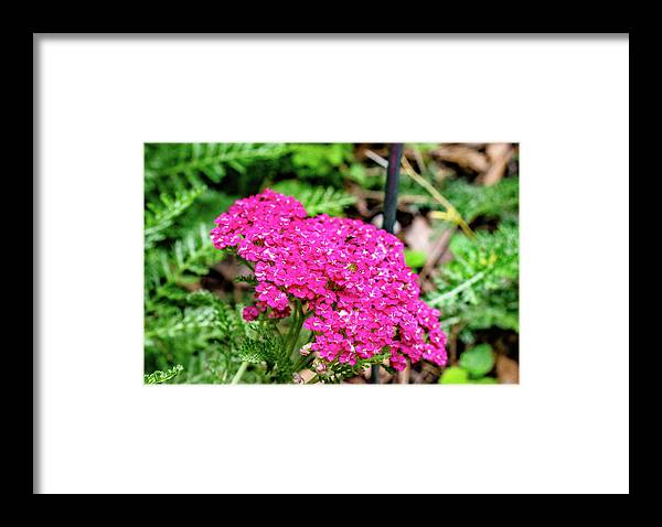denisew428's tweet photo. #yarrow #bloodwort #commonyarrow available at
https://t.co/JWLtxl94w6
#BuyIntoArt #ThisSummerFindArt #flowerphotography #gardenphotography #gardening #gardensoftwitter #flowersoftwitter https://t.co/55K8g8zPEI