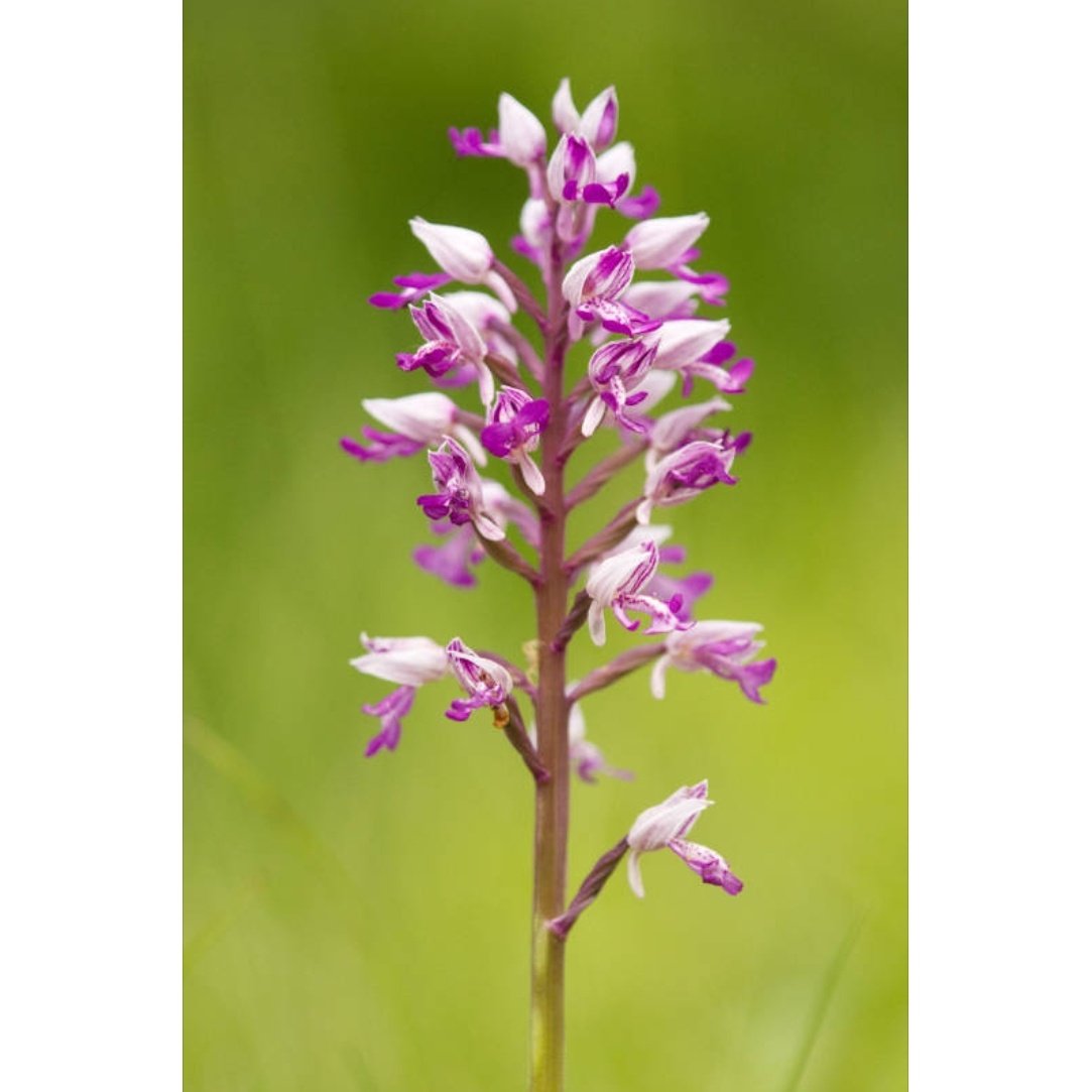 Orchids galore this weekend, exploring some new spots in the sunshine. Lush.  Standing to attention here is Orchis Militaris, the Military Orchid.  Individual flowers have a helmet of pink sepals, I'm seeing where the name comes from 😊

#orchid #militaryorchid #orchismilitaris