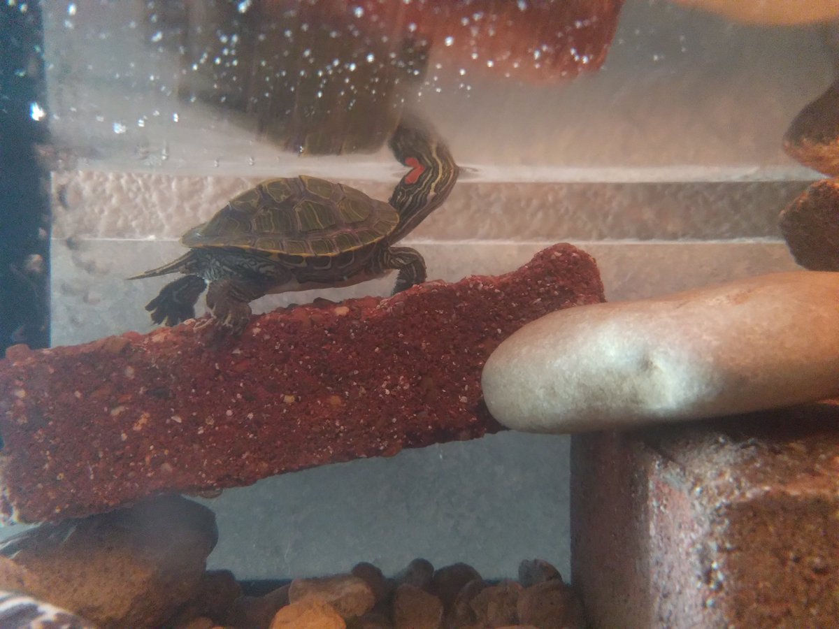 FalcoDRN's tweet image. #TurtleCam