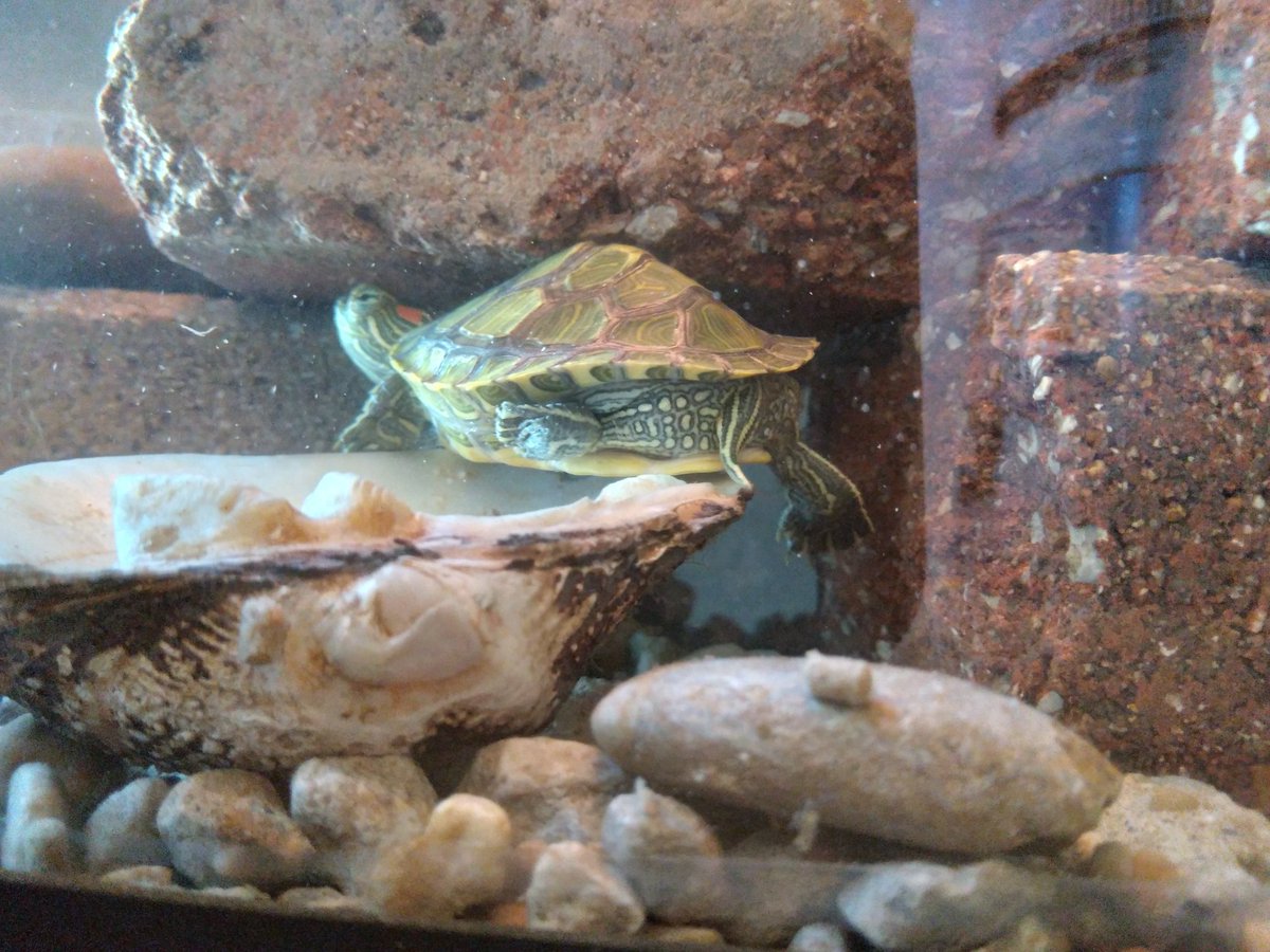 FalcoDRN's tweet image. #TurtleCam