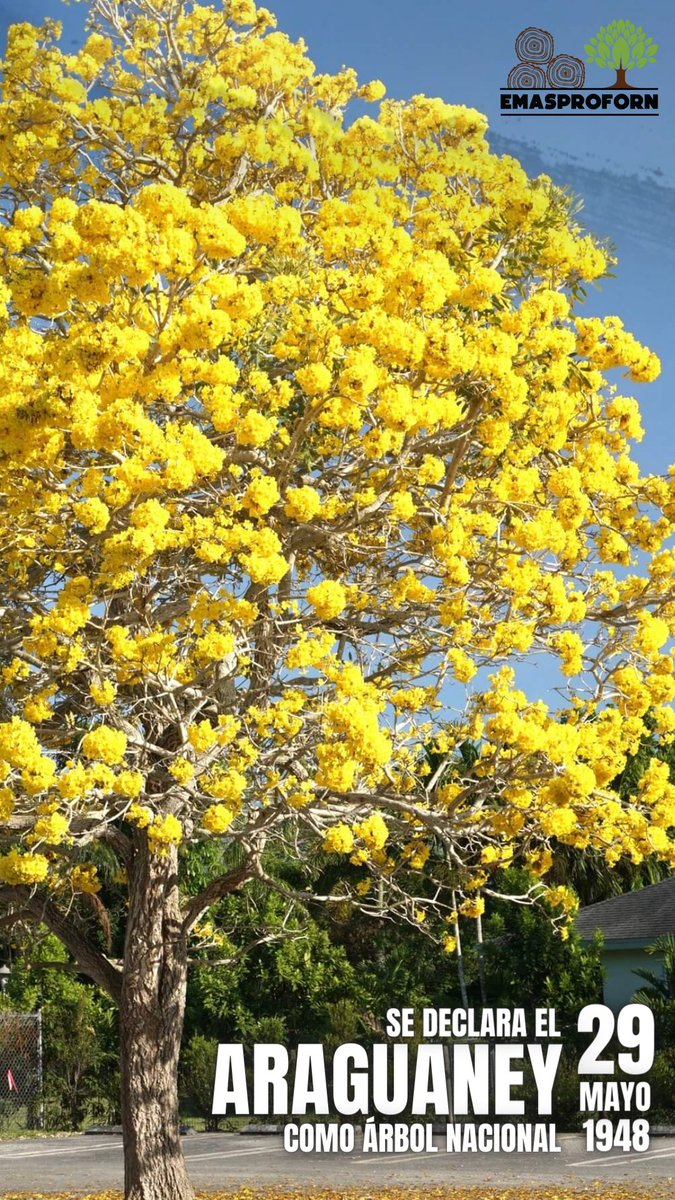 emasproforn's tweet photo. EFEMÉRIDE 👉 El 29 de mayo de 1948 se declaró el #Araguaney como Árbol Nacional de Venezuela
#DiálogoEntreIguales #29May #FelizDomingo #FANB #Venezuela #Tropa #TropaDigital #Emasproforn https://t.co/hsdnLo9sVE