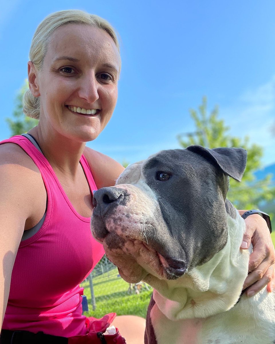 CogsDogs's tweet photo. Alice has the biggest head AND the biggest heart I’ve ever met! 💜

She’s a gentle giant, very sweet, loves everyone she meets, &amp; takes treats oh so gently. 

She’s available at @NEHumaneSociety. 

#adoptdontshop #dogs  #americanbulldogmix 
#ilikebigmuttsandicannotlie https://t.co/4ESBw8v7Y3