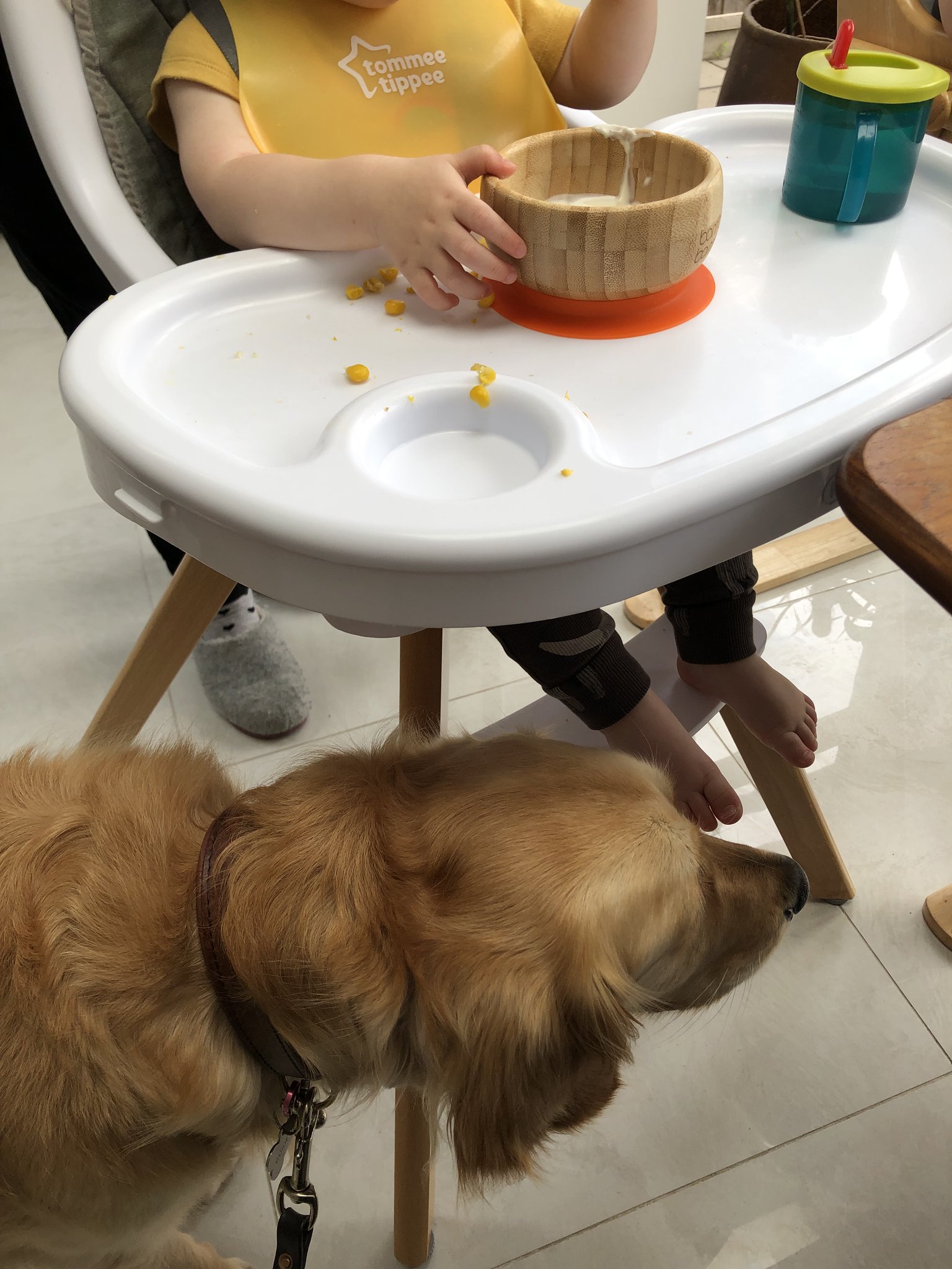 Guide Dog Ava on Twitter "Hey! Pssst! Tiny Human I am in position