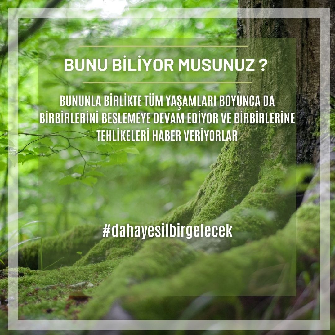 teknefesteist's tweet photo. Tek Nefeste İstanbul Projesi olarak hazırladığımız #yesilkose'den
Herkese Merhabalar 🍀 

Bugün ağaçlarla ilgili bilimsel olarak kanıtlanmış doğanın mucizesi denilebilecek bir duruma yakından bakacağız🔍🌳 

• Bunu Biliyor Musunuz ? •
Post Serimizde..💚 

#dahayesilbirgelecek https://t.co/1C7hanZc4V