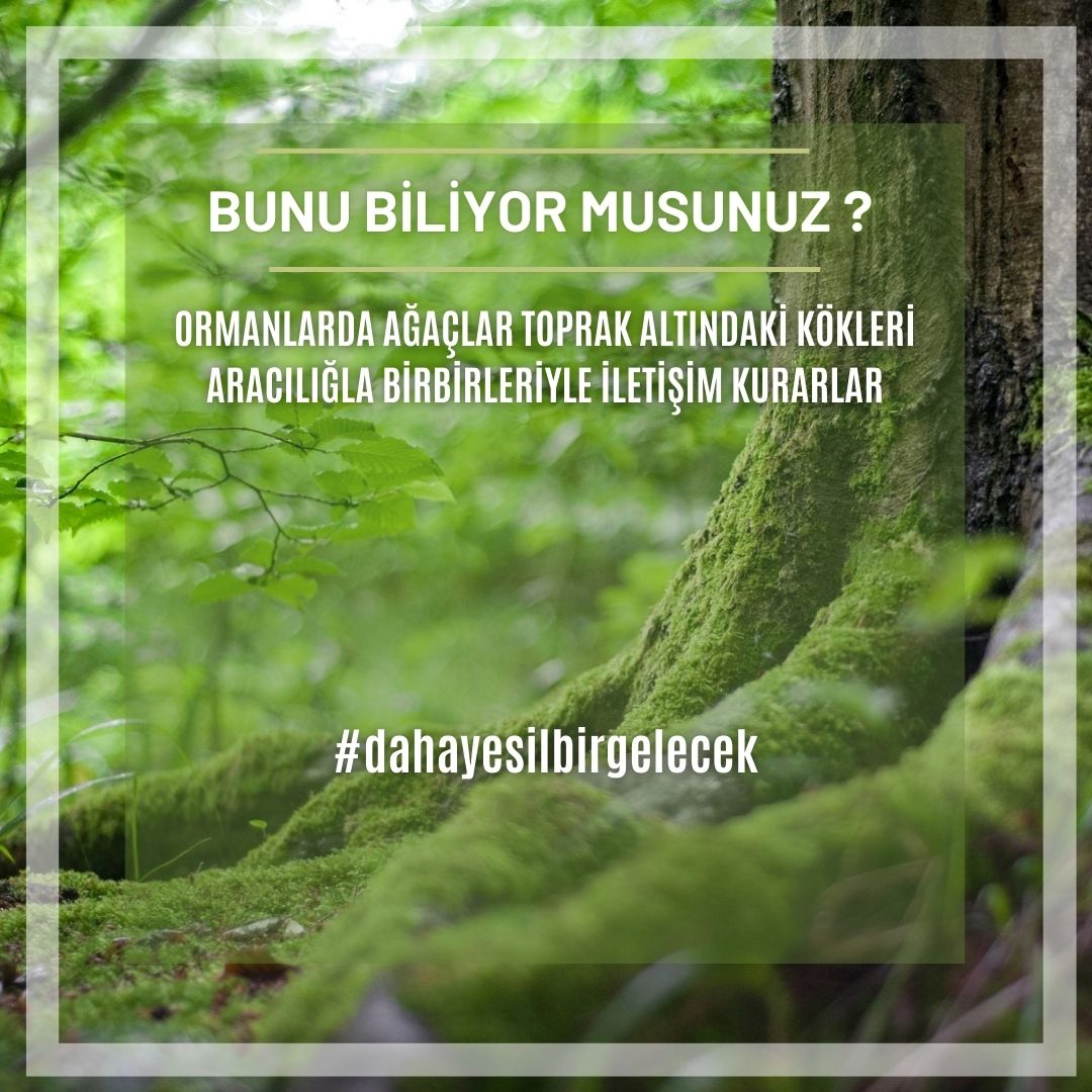 teknefesteist's tweet photo. Tek Nefeste İstanbul Projesi olarak hazırladığımız #yesilkose'den
Herkese Merhabalar 🍀 

Bugün ağaçlarla ilgili bilimsel olarak kanıtlanmış doğanın mucizesi denilebilecek bir duruma yakından bakacağız🔍🌳 

• Bunu Biliyor Musunuz ? •
Post Serimizde..💚 

#dahayesilbirgelecek https://t.co/1C7hanZc4V